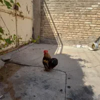 خروس زینتی عروسک