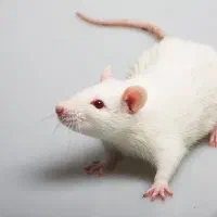 موش/موش ازمایشگاهی/موش رت و سوری