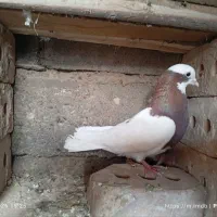 کبوتر نمایشی