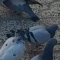 ۵جفت کفتر پلاکی اصل کویتی|پرنده|آبدانان, |دیوار