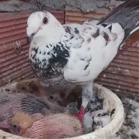 کبوتر سوسک بزک