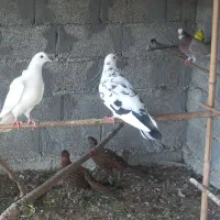 تعداد ۵عدد کبوتر