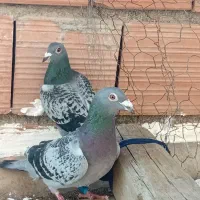 کبوتر مسافتی|پرنده|سنگدوین, |دیوار