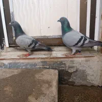 ۸عدد مسافتی