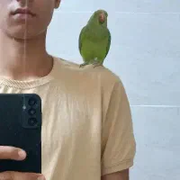 طوطی ملنگو|پرنده|شهرکرد, |دیوار