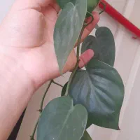 گل های اویزی|گل و گیاه طبیعی|بناب, |دیوار