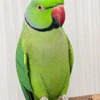 طوطی ملنگو نر
