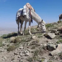 مادیان