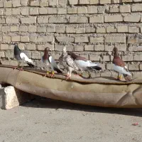 نر درجه یک کبوتر