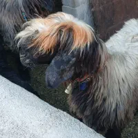 میش بختیاری|حیوانات مزرعه|ایذه, |دیوار