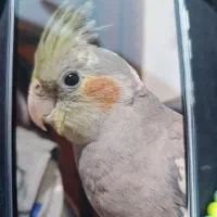 عروس هلندی گمشده