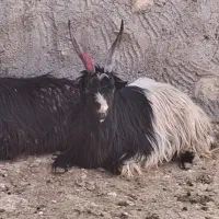 ۲عدد بزغاله  نربز   عشقی  روزگاری  کیلو ۷۰۰هزار