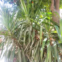 گل ذرتی|گل و گیاه طبیعی|شیراز, لب آب|دیوار