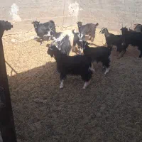 بزغاله بومی چاق|حیوانات مزرعه|آران و بیدگل, |دیوار