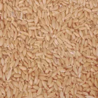 گندم برای کبوتر مرغ