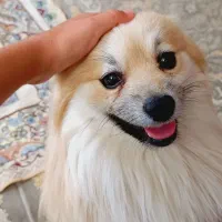 سگ پامرانین شناسنامه دار