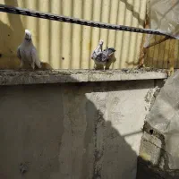 کفتر|پرنده|پاکدشت, پاکدشت (مامازند)|دیوار