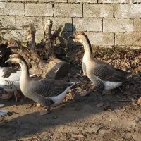 قوغاز آفریقایی