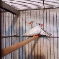 فنچ|پرنده|همدان, |دیوار