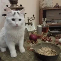 واگذاری گربه