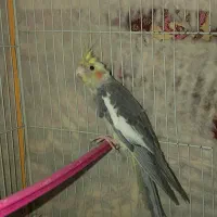 عروس هلندی ،مرغ عشق|پرنده|بجنورد, |دیوار