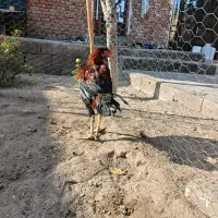 چهار عدد لاری|حیوانات مزرعه|شوط, |دیوار