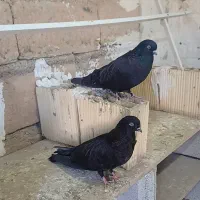 ۸ عدد کبوتر|پرنده|سردشت, |دیوار