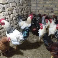 خروس و مرغ برای قربانی کردن