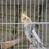 عروس هلندی سیامون سخنگو