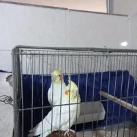 فروش پرنده|پرنده|گرگان, |دیوار