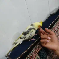 یک عدد عروس هلندی نر سه ماه