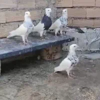 طوقی روزگاری