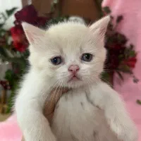 واگذار