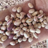 نخود ولوبیا چیتی گرد و عدس محلی درجه یک و عالی|عمدهفروشی|الیگودرز, |دیوار