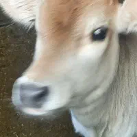 گاو جرسی|حیوانات مزرعه|ماهان, |دیوار