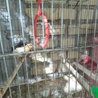 فروش یه جفت طوطی برزیلی باچهارتخم|پرنده|ایذه, |دیوار