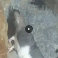 شهری قهوه ای