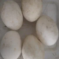 تخم قوغاز