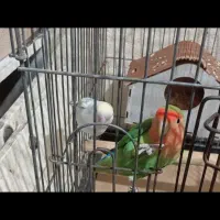 طوطی برزیلی|پرنده|ری, جوانمرد قصاب|دیوار