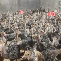 جوجه بوقلمون بوربون.برنز و بیوتی