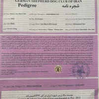 ژرمن بلک با شجره|سگ|شیراز, عفیفآباد|دیوار