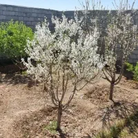 فروش-باغ-نقلی