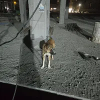 سگ نگهبانی|سگ|بهارستان, |دیوار