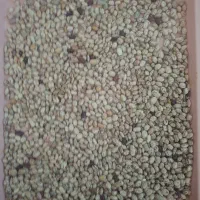 لوبیا سرحد زودپز