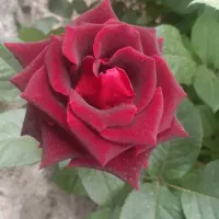 گل محمدی