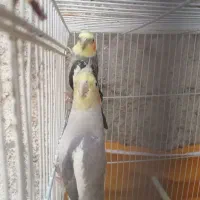 عروس هلندی جفت