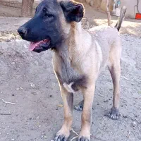 توله سرابی نر