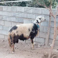 قوچ افشاری پلنگی زیباترین نژاد برتر