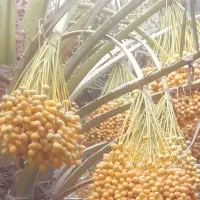 خارک برهی به صورت عمده