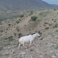 نری فروشی